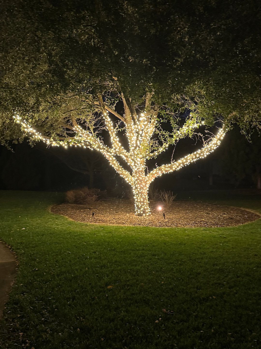 Outdoor Tree Lighting in Shelby, NC: Professional Christmas Lighting Installation 